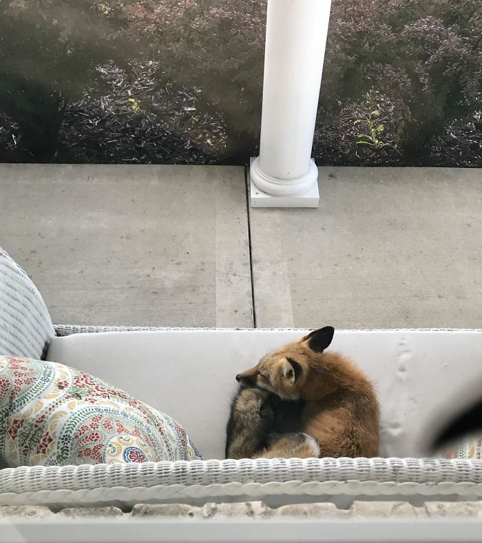 How About Foxes On Front Porches?