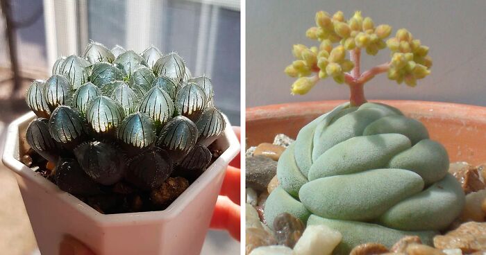30 Types Of Succulents That Look Otherworldly | Bored Panda