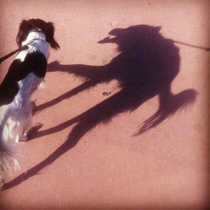 Esta sombra de perro