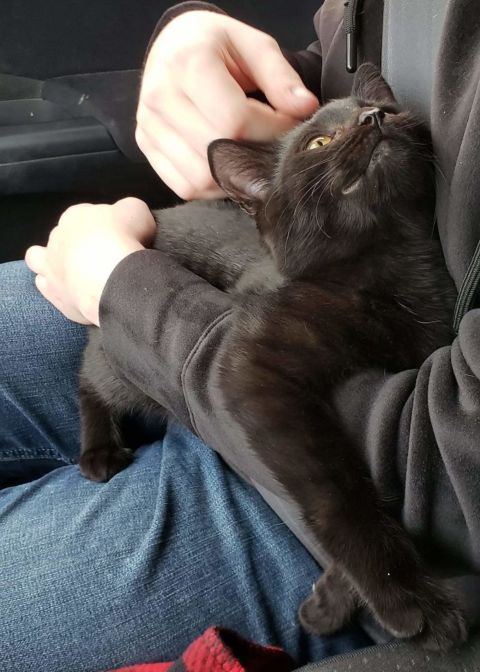 He Was Purring The Entire Ride Home