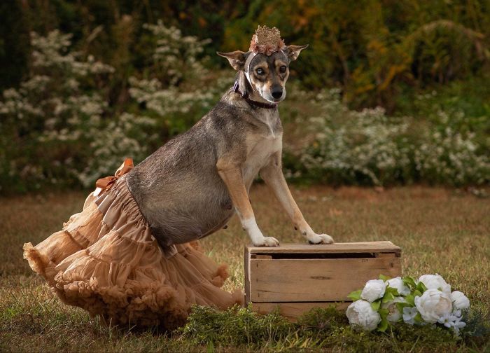 We Found Out The Dog We Adopted Last Year Had Taken Part In A Professional Photoshoot To Try To Get Her Adopted. It Was A Maternity Photoshoot