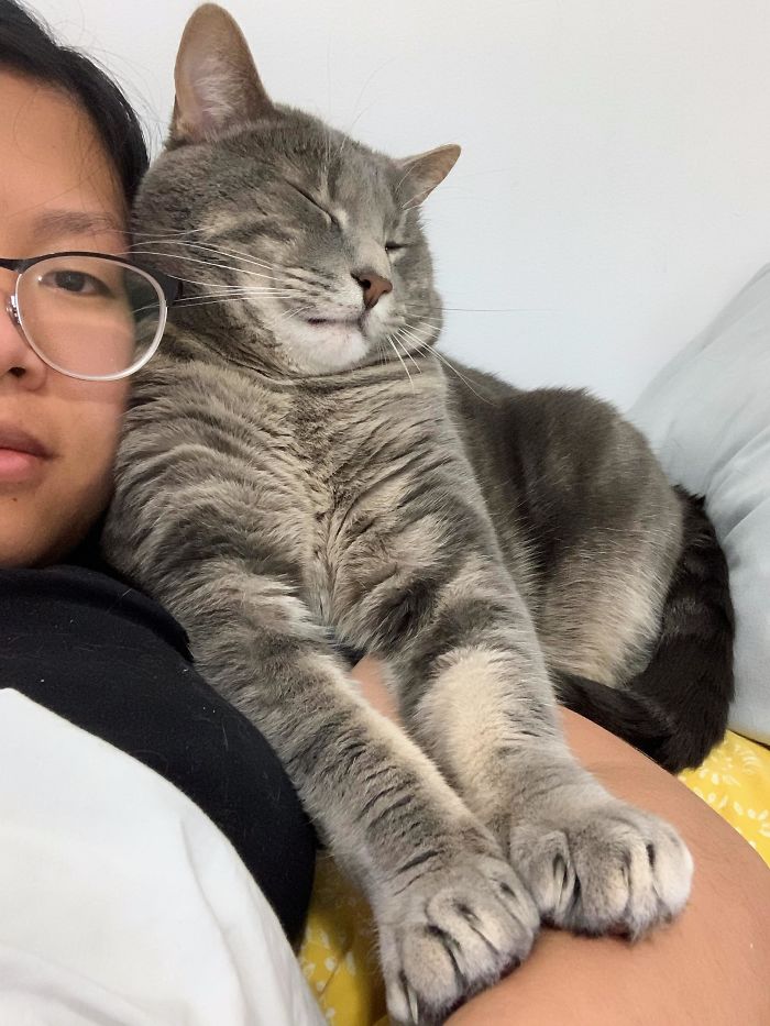 Two Years Ago I Adopted The Largest Cat At The Shelter, And For Two Years Now He’s Been Keeping My Left Shoulder Extra Toasty