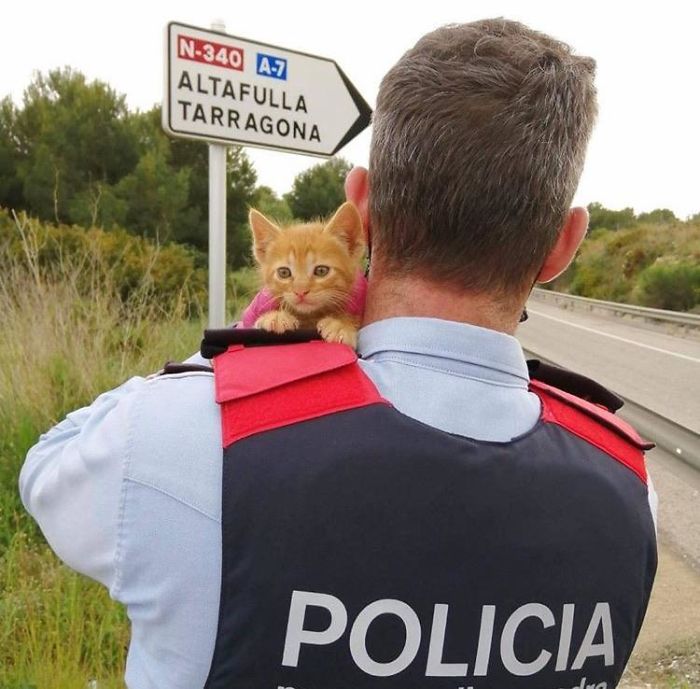2 Policias catalanes encontraron a este gatito junto a 2 hermanos muertos en un arbusto. Uno de ellos lo adoptó
