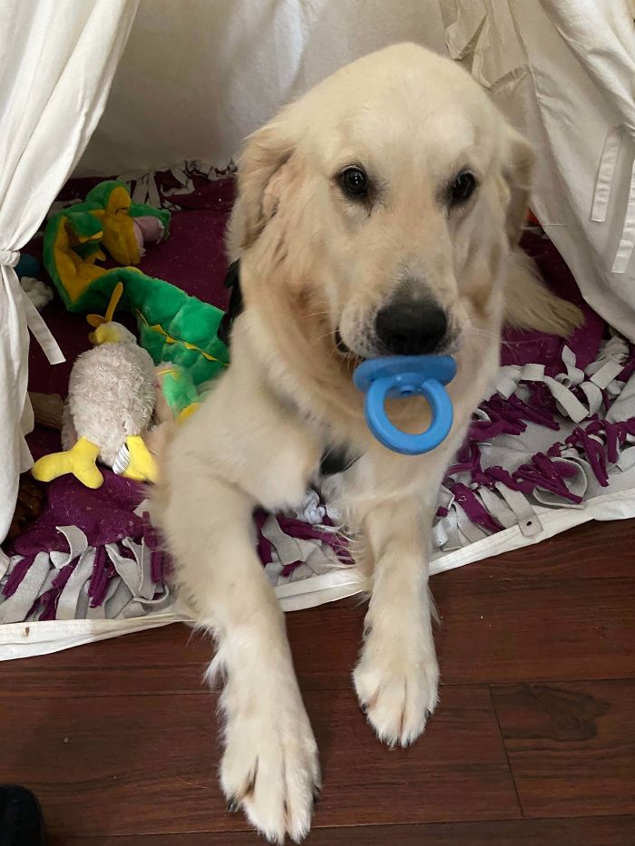 Golden Retriever Rescue With A Lot Of Anxiety - He Likes To Just Hold Toys In His Mouth So I Had To Get Him This One. It’s Too Damn Cute