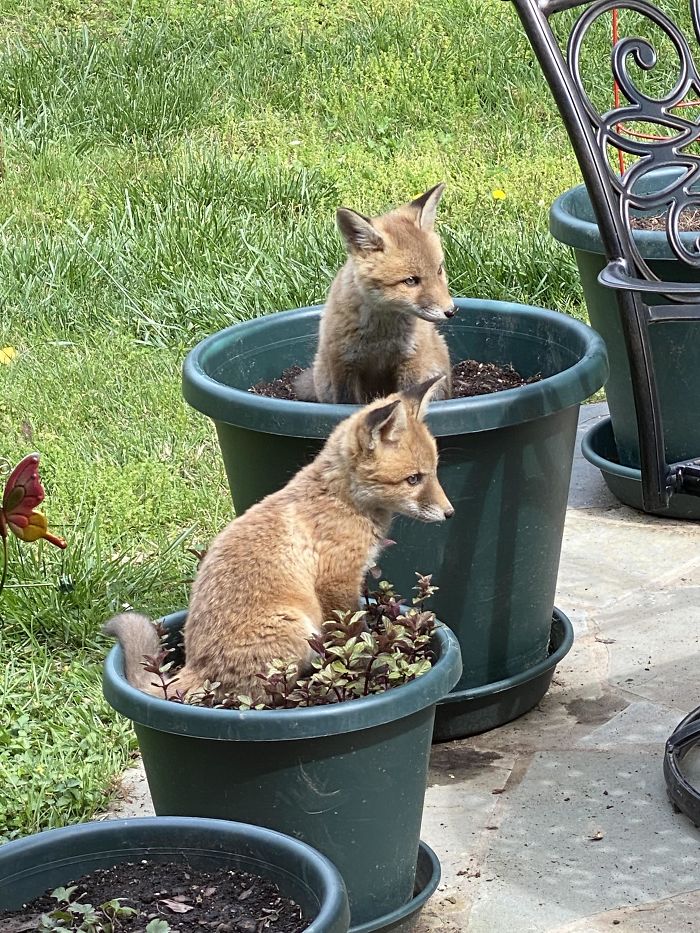 Planted Fox-Tails On The Patio This Year; They're Doing Well