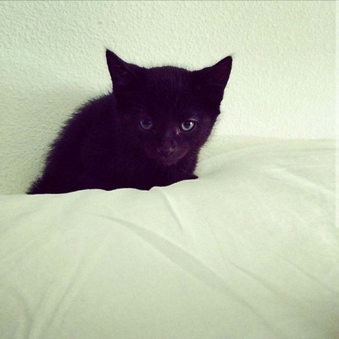 Throwback Thursday To Baby Toothless On The Day We Adopted Him!