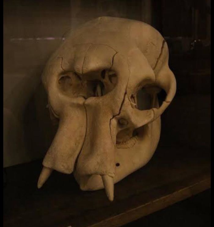 This Is The Skull Of An Elephant. Previously The Cavity In The Skull Was Mistaken As A Eyehole And Thus The Elephant Skull Became The Basis Of The Myth Of The Legendary Creature, Cyclops