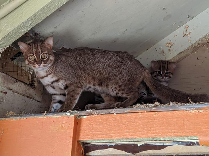 Sanctuary For Unwanted Animals Takes In A Pair Of Rare Rusty-Spotted Cats, Reveals They Have Two Adorable Babies
