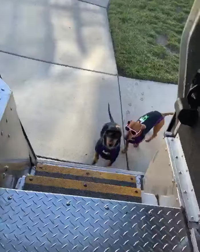 This Fedex Driver Takes His Puppies On Deliveries With Him After Their Daycare Closes