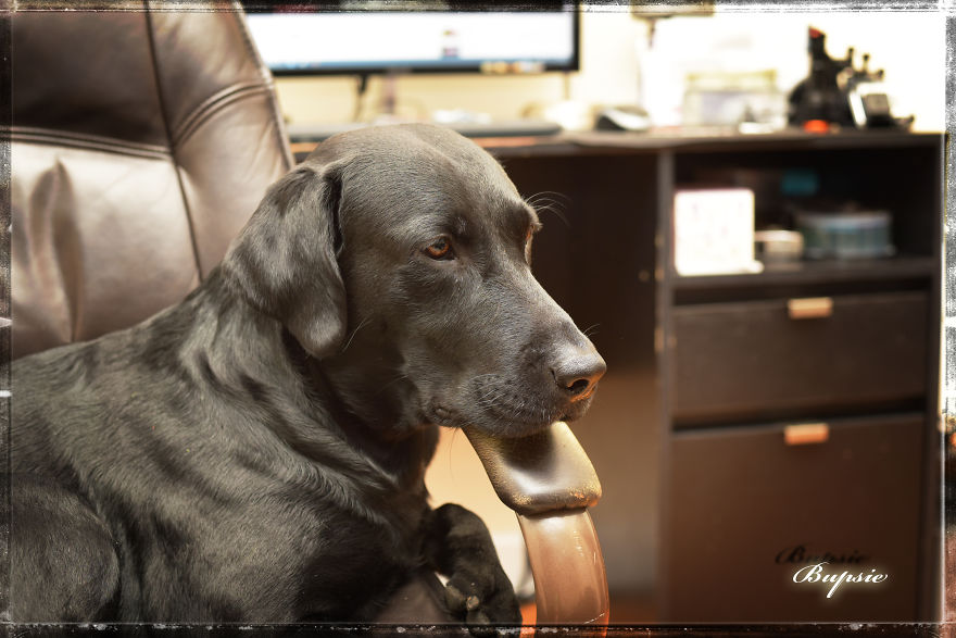 Max, The Black Labrador.