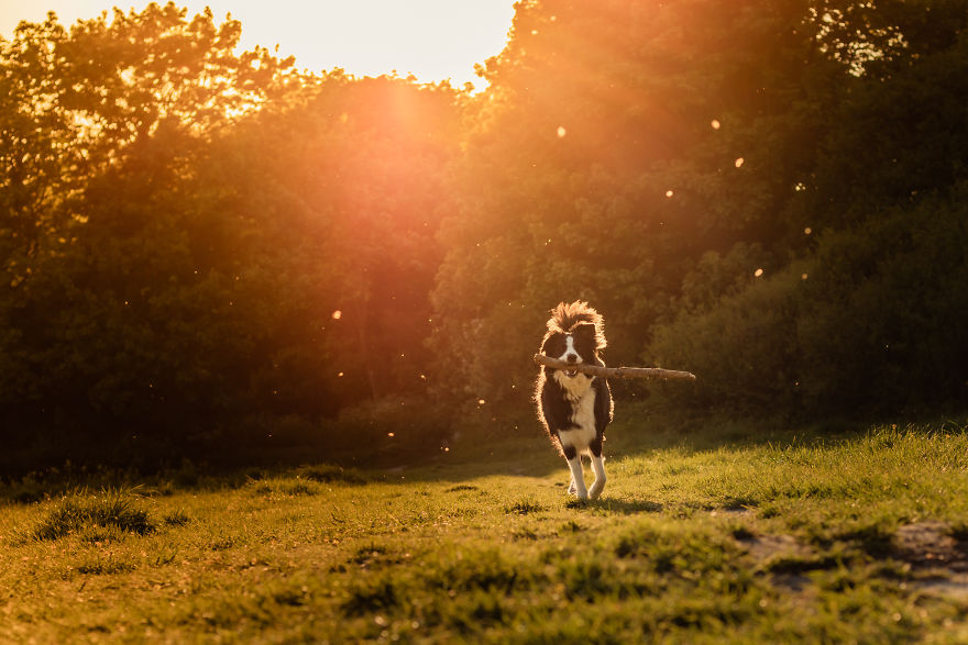 15 Top Tips On How To Take The Best Pet Photographs 15 Top Tips On How To Take The Best Pet Photographs