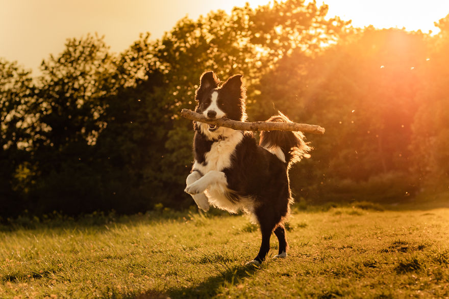 15 Top Tips On How To Take The Best Pet Photographs 15 Top Tips On How To Take The Best Pet Photographs