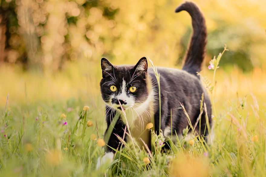 15 Top Tips On How To Take The Best Pet Photographs 15 Top Tips On How To Take The Best Pet Photographs
