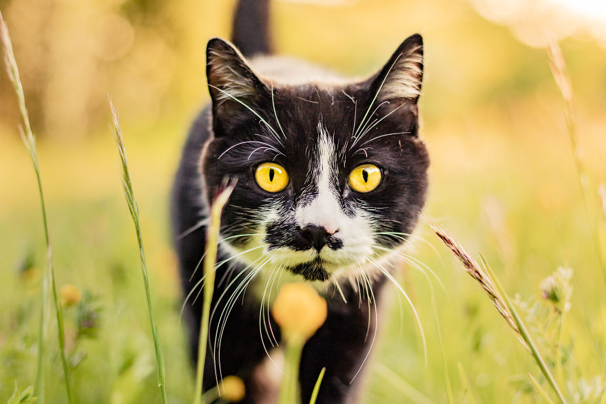 15 Top Tips On How To Take The Best Pet Photographs 15 Top Tips On How To Take The Best Pet Photographs