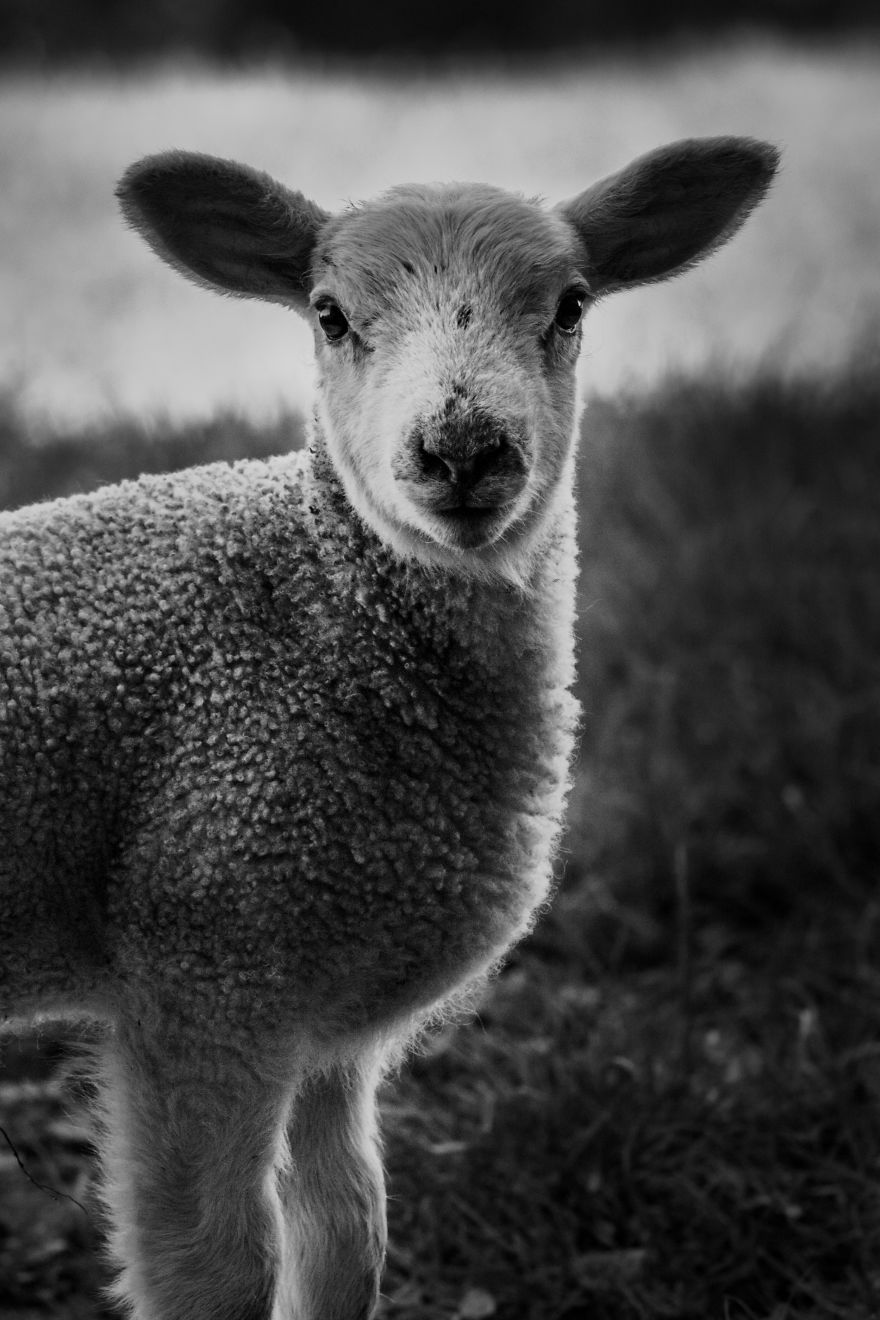 15 Top Tips On How To Take The Best Pet Photographs 15 Top Tips On How To Take The Best Pet Photographs