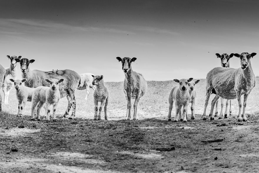 15 Top Tips On How To Take The Best Pet Photographs 15 Top Tips On How To Take The Best Pet Photographs