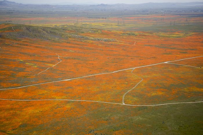 NASA Releases Satellite Images Of Massive California Superbloom Seen From Space