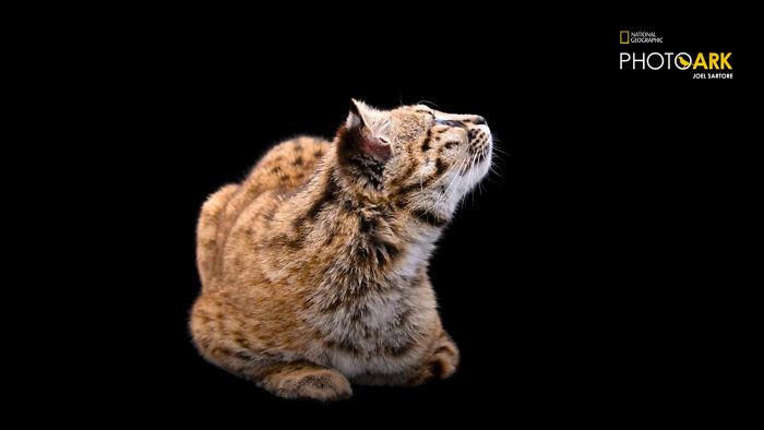 Smallest Wild Cat In Western Hemisphere Gets Cuter As Video Unveils What It  Sounds Like | Bored Panda