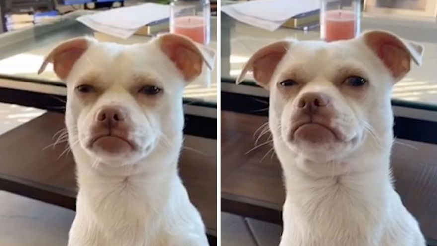 7 Adorable Dogs With Human Face