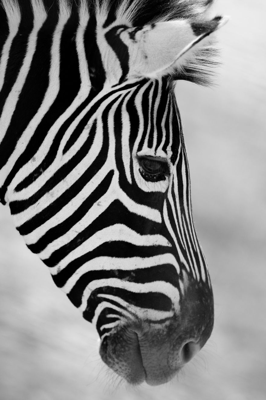 Zebras In Color Photographs