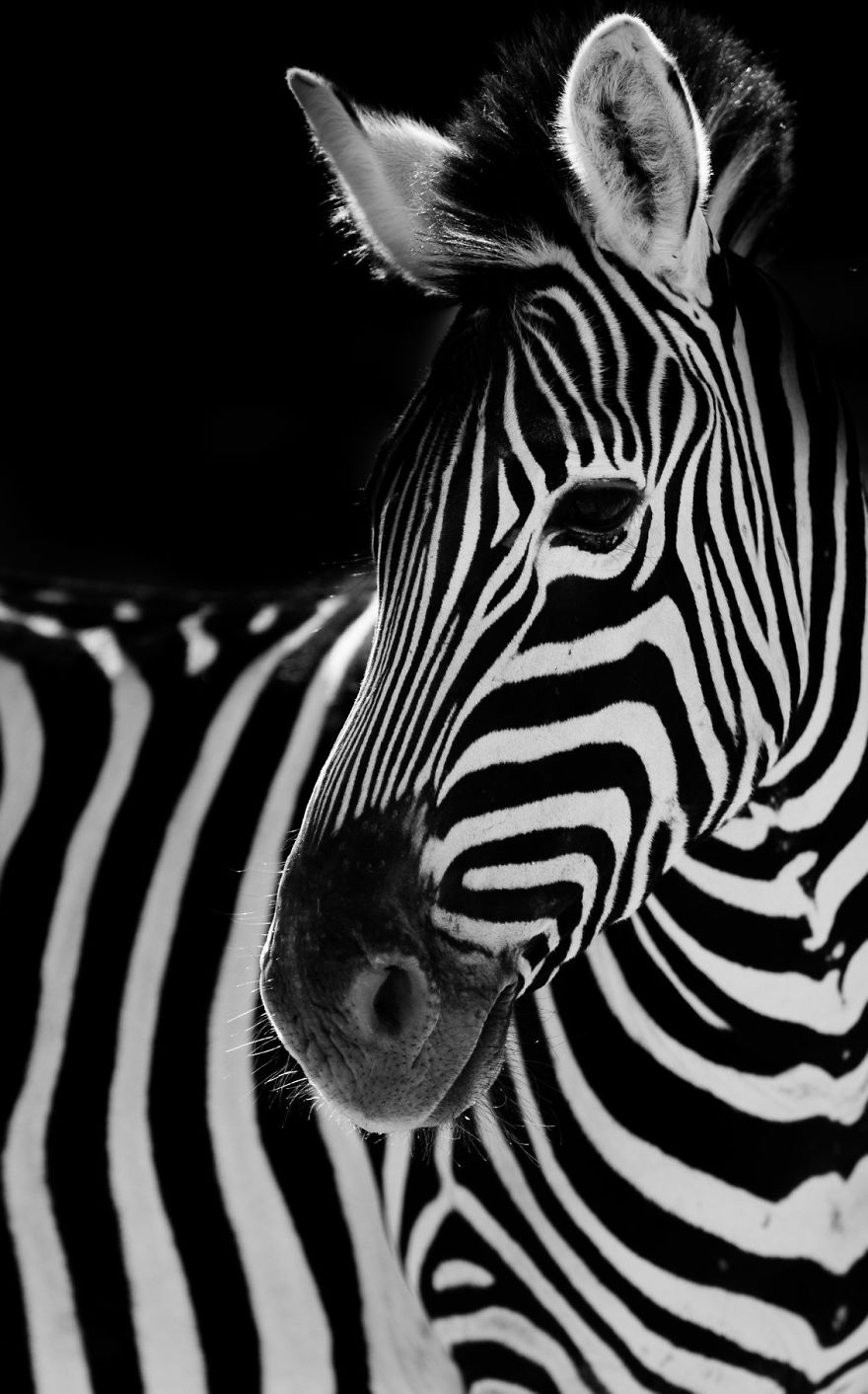 Zebras In Color Photographs