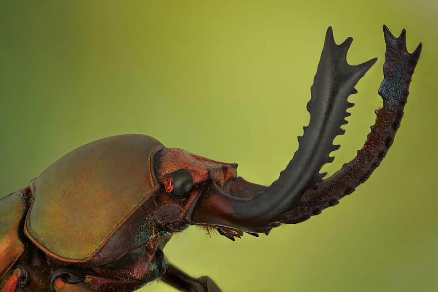 Yeşil Stag Beetle