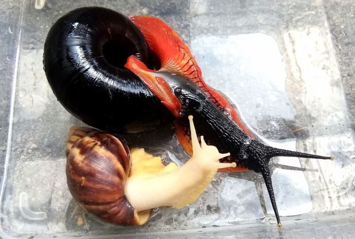 This Fire Snail Is The Vampire Equivalent Of A Slug