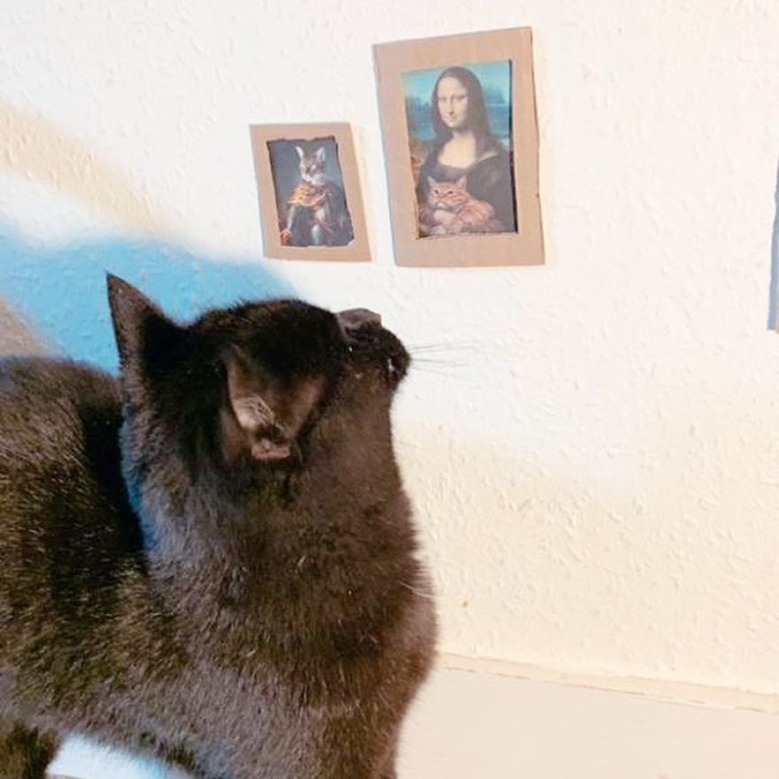 Cat Gets Injured And Can't Leave Home So His Owner Makes Him Art Gallery To Cheer Him Up