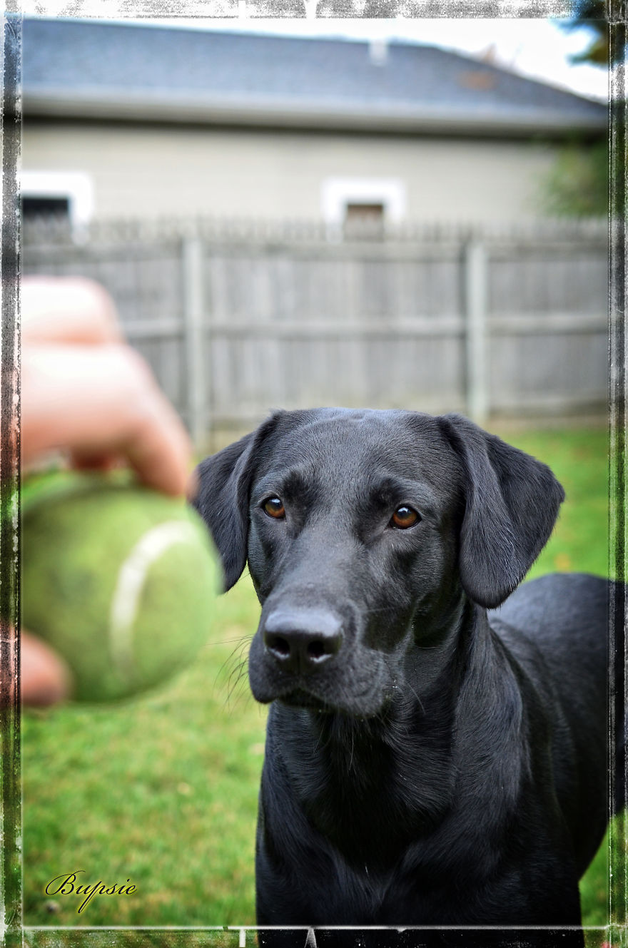 Max, The Black Labrador.
