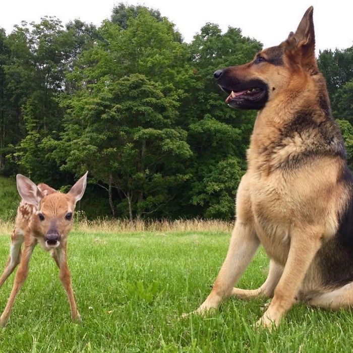 Kind-Hearted Dog Surprises Owner By Comforting The Orphaned Fawns She Rescues