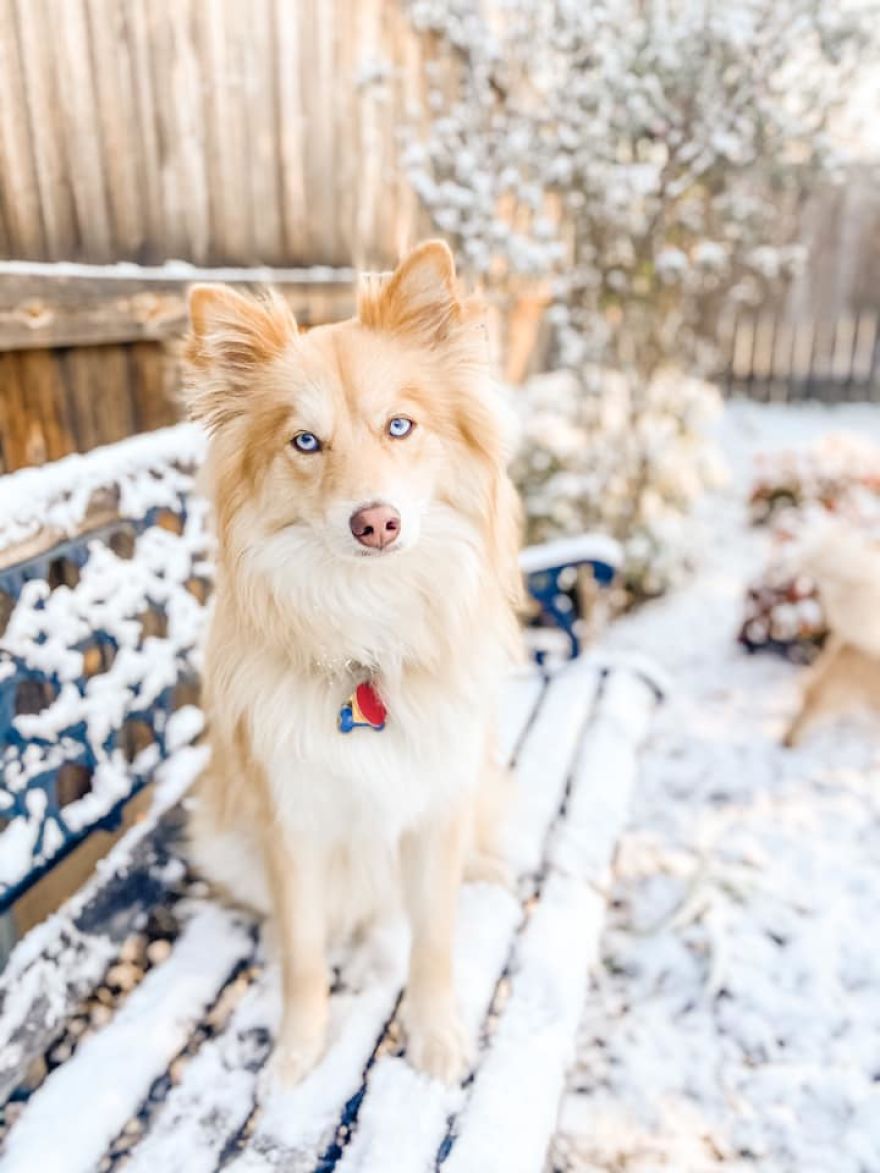 Magical Creature? Fox Dog!