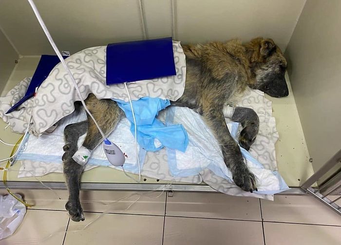 People Find A Dog Left For Dead By Breeders With Her Uterus Hanging Out