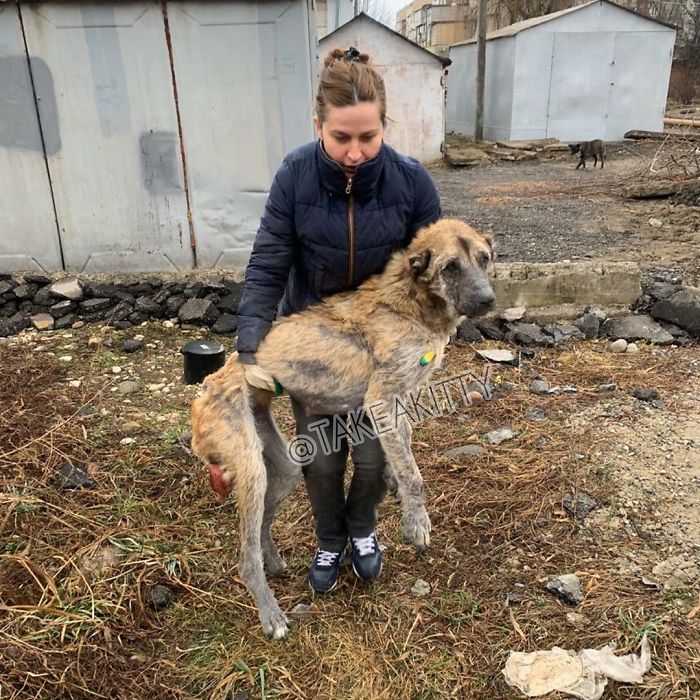 People Find A Dog Left For Dead By Breeders With Her Uterus Hanging Out