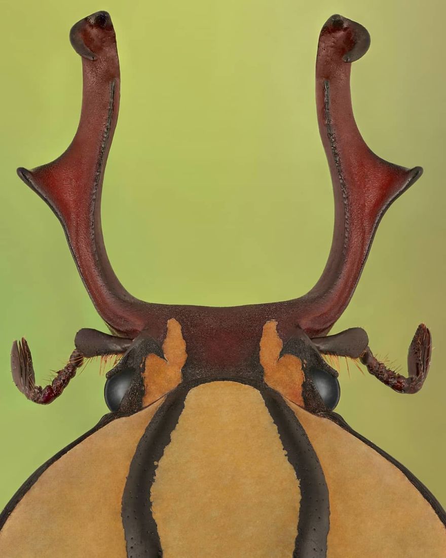 Dicranocephalus Wallichii
