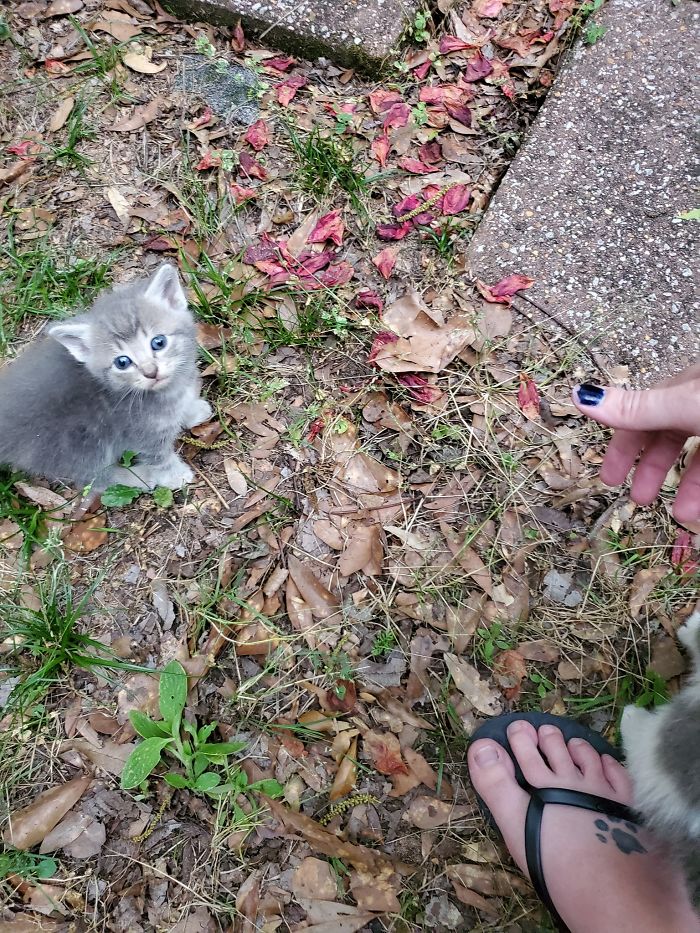 Esta gata callejera llevó a conocer a sus crías a la mujer que llevaba unos días dándole de comer