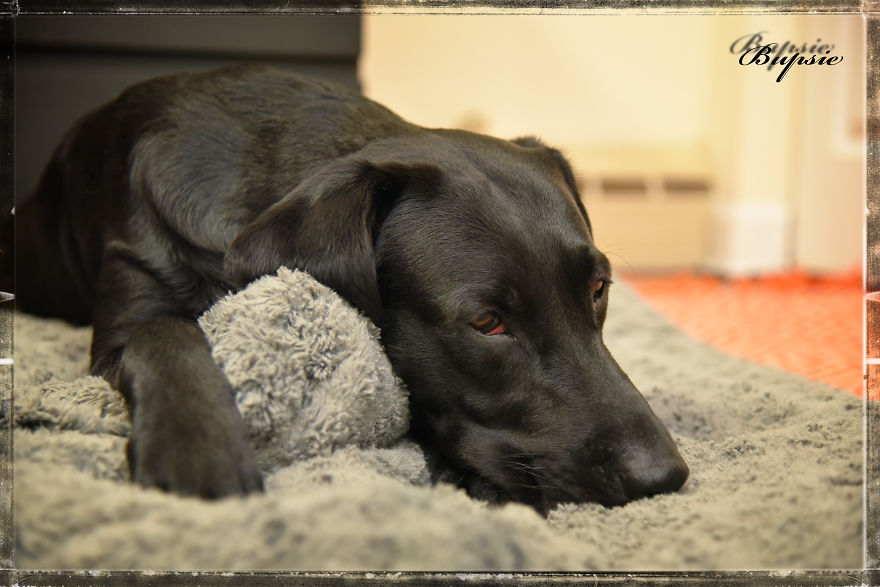 Max, The Black Labrador.