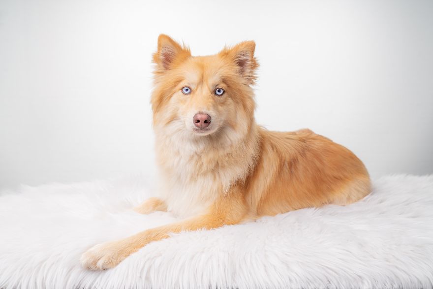 Magical Creature? Fox Dog!