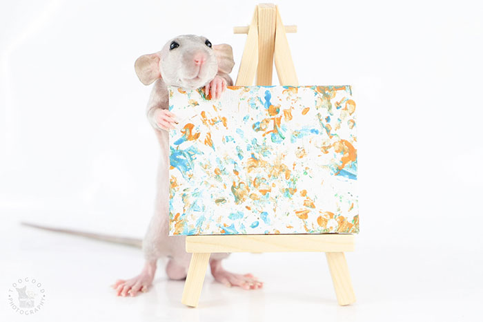 These Adorable Rats Create Miniature Paintings And Their Work Is Sold Out