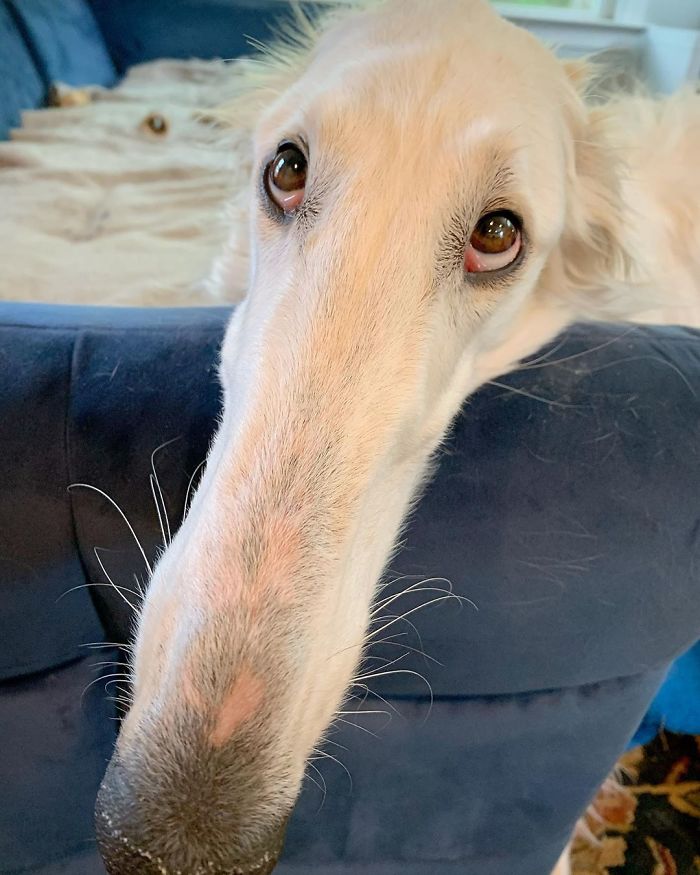 Internet Adores This Very Long Dog With Even Longer 12.2-Inch Snout (30 Pics)