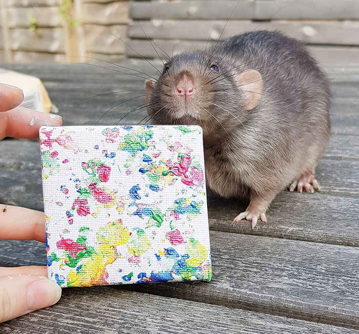 Rat Painting