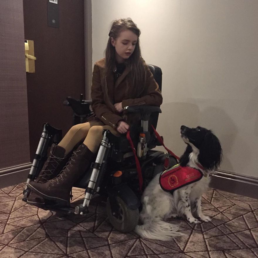 A Girl With A Disability Has The Most Adorable Helper - A Springer Spaniel Named Ted (17 Pics)