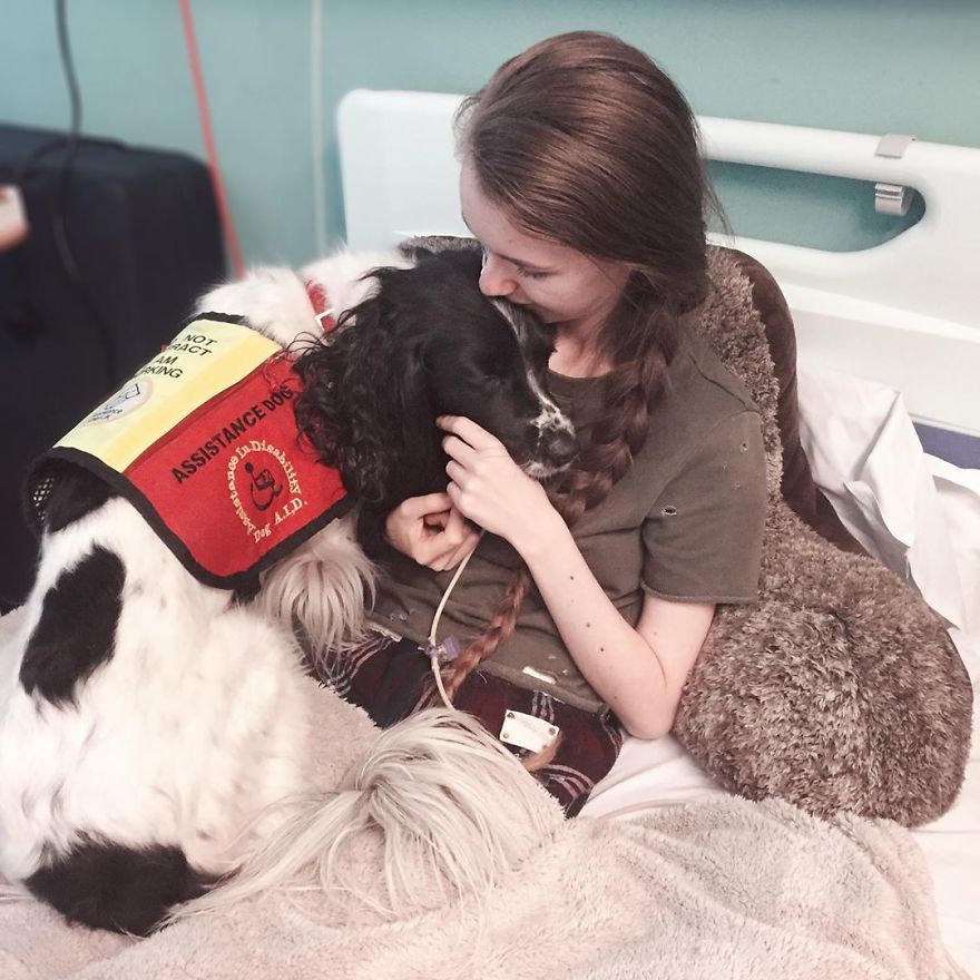 A Girl With A Disability Has The Most Adorable Helper – A Springer Spaniel  Named Ted (17 Pics) | Bored Panda