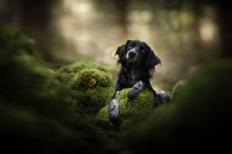 49 Magical Photos of Dogs And Nature Will Make Your Day!