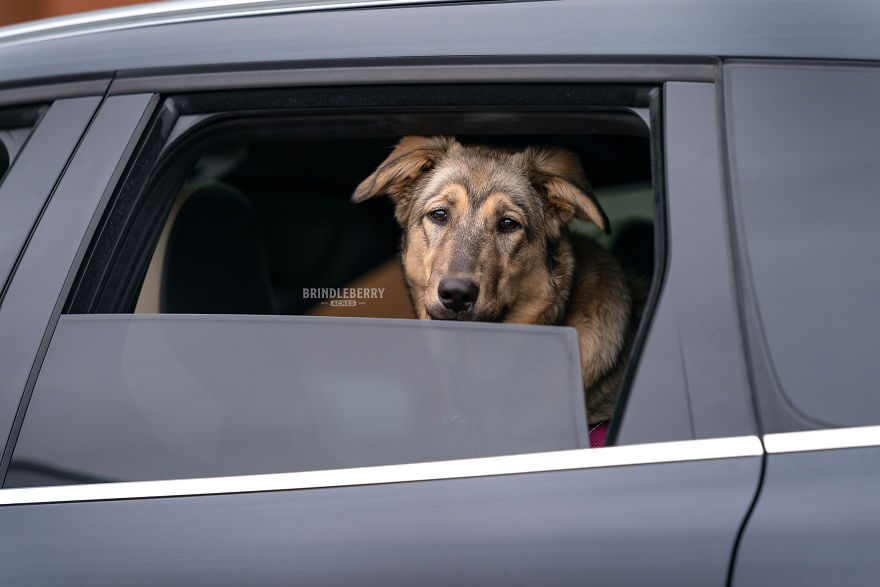 Social Distancing Forced Me To Leave My Canine Clients Curb-Side