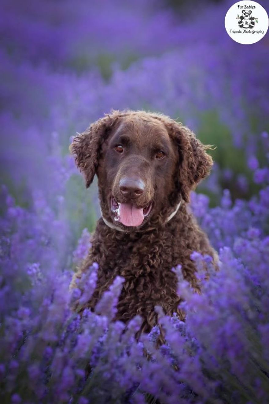 Animal-Dog-Photography-Bridestowe-Lavender-Estate-Tasmania-Deb-Sulzberger
