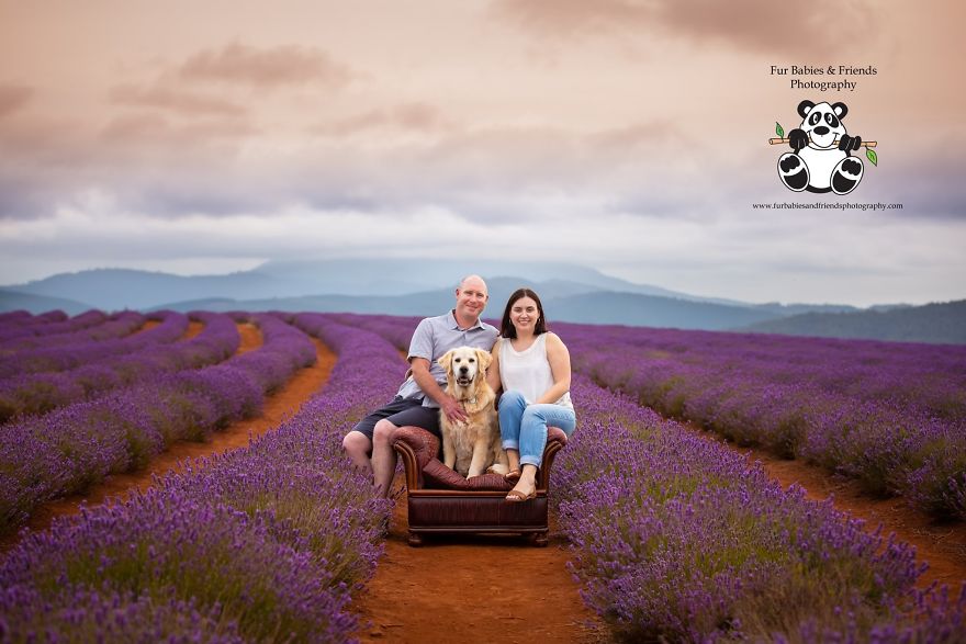 Animal-Dog-Photography-Bridestowe-Lavender-Estate-Tasmania-Deb-Sulzberger