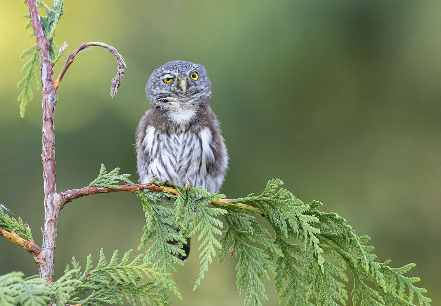 "Rough Night." Northern Pygmy Owl, British Columbia, Canada