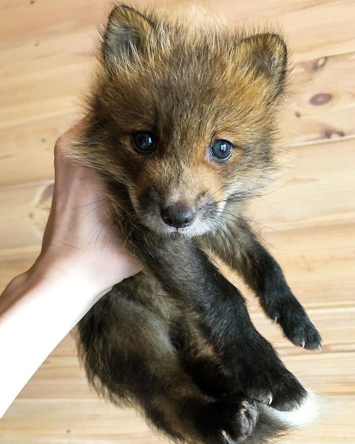This Baby Fox