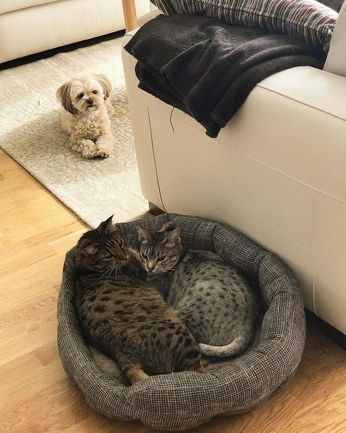 "Mum, Help! The Cats Have Taken My Bed" - Elsa