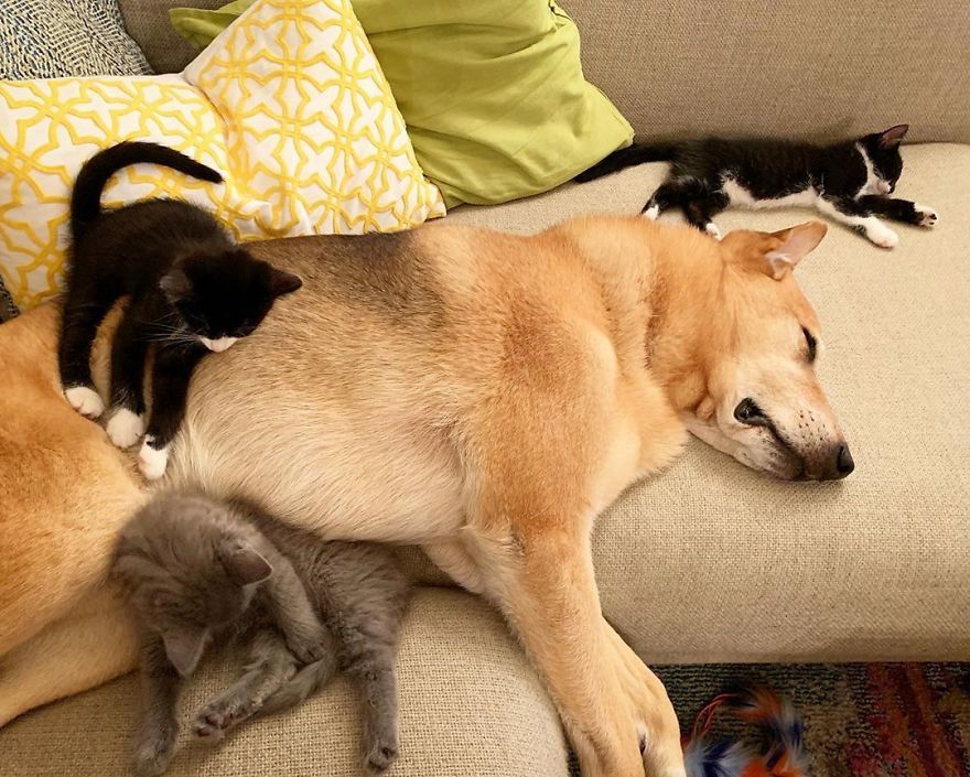 Shelter Owner For Abandoned Kittens Has A Lovely Dog As A Helper And Couldn't Have A Better One